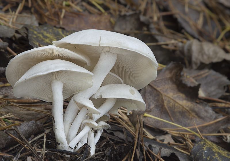 Clitocybe connata